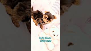 Yorkshire Top quality puppy pets hydarabad [upl. by Aracot855]