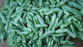 🛑🌈Lets Slice the Green Beams 🌱live FrenchBeans ASMR Yeng [upl. by Dreyer]