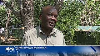 Namibian forests under threat from various human activities  nbc [upl. by Huberty]