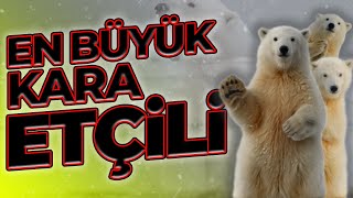 2100de SOYU TÜKENEBİLİR  Kutup Ayısı Belgeseli [upl. by Denver]