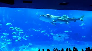 4K The Best Tourist Attraction Okinawa Churaumi Aquarium in Japan KDrama Shark Filming Location [upl. by Llerral]