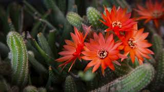 Timelapse of Peanut Cactus Flower  Echinopsis Chamaecereus [upl. by Nabal]