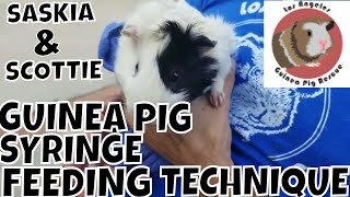 Quick Guinea Pig Syringe Feeding Technique [upl. by Tanhya]