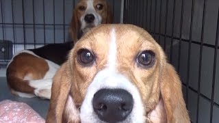 Beagles Step On Grass For First Time After Being Freed from Lab Testing [upl. by Lomaj]