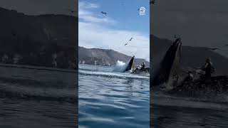 Kayakers Swallowed by Whale 🐋 [upl. by Noiztneb]