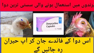 Doxycycline Capsules for Chickens  Useof Doxycycline in Backyard Poultry  DrAsif [upl. by Haye]