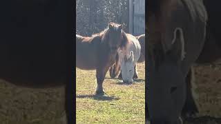 PONEYS EN SANTE DU CANADA [upl. by Chemosh993]