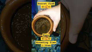 Parrot Fishs Eggs 🐠🥚🐠 breeding fish fishaquarium parrotfish tiara5767 parrotfishtank [upl. by Bergquist]