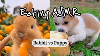 The Cutest ASMR Battle Bunny vs Dog🐰🐶 [upl. by Orlanta]