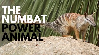 The Numbat Power Animal [upl. by Nac]