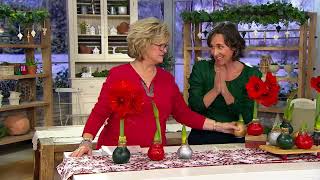 Cottage Farms 1piece WaxDipped Amaryllis Bulb on QVC [upl. by Sutsuj664]