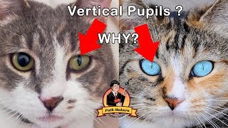 Why Cat Eyes are Slits and Vertical [upl. by Reitman]