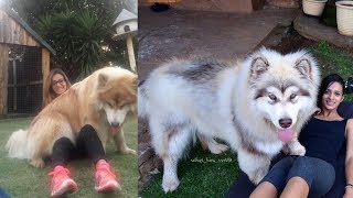 Giant Dog Thinks Hes A Lap Dog And Its Hilarious [upl. by Nivonod]