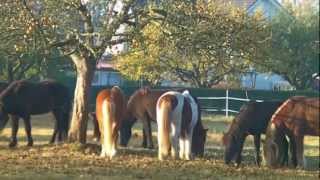 Eindrücke vom Islandpferdehof Ickelsbach  Hoftrailer 2 [upl. by Fidele]