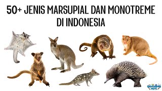 50 Jenis Marsupialia Mamalia Berkantung dan Monotremata Mamalia Bertelur di Indonesia [upl. by Aerdnuahs]