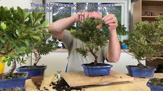 Preparing our Japanese Azalea Bonsai Tree for Sale  Bell Shaped Pink Spring Flowers [upl. by Avir]