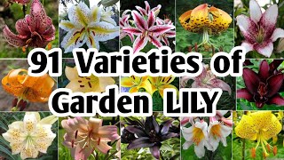 91 Lily Flower Plants for garden  Best Lily varieties  Garden Lily Varieties  Plant and Planting [upl. by Oisorbma]