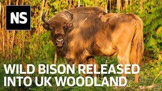 Watch the moment bison were released into UK as part of rewilding project [upl. by Ralat]