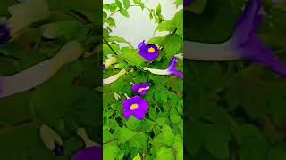 Thunbergia erecta commonly known as the bush clock vine or kings mantle [upl. by Aracot]