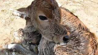 Newborn calf dumped still wet with afterbirth rescued [upl. by Narik]