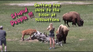 Stupid people by animals in Yellowstone [upl. by Singleton]