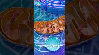 Mitochondria Explained How Your Cells Get Their Energy Biology Shorts anm gnm upsc facts [upl. by Omarr244]