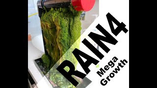 RAIN4 mega growth and silent operation in sump [upl. by Namaan]