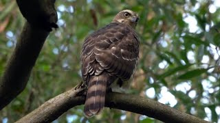 Juvenile CRESTED GOSHAWK Singapore [upl. by Lytsirk]