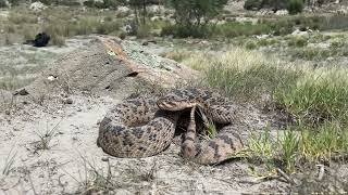 Huamantlan Rattlesnake Crotalus scutulatus salvini [upl. by Micheil793]