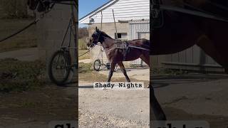 Shady Nights first time jog cart shorts horse harnessracing yearling [upl. by Enimisaj87]