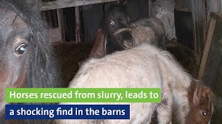 Horses rescued from slurry leads to shocking find in the barns [upl. by Ssitnerp]