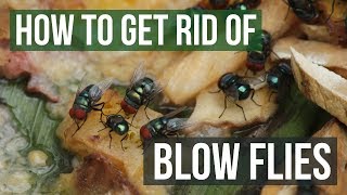 How to Get Rid of Blow Flies 4 Easy Steps [upl. by Yenffad]