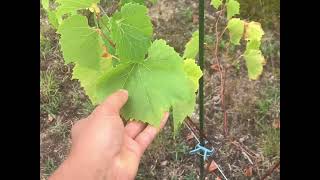 Somerset Grapes [upl. by Forster471]