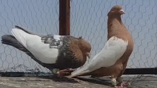 Romantic yellowbreasted pigeons [upl. by Rastus]