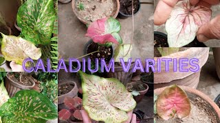 caladium plant  pink caladium ko winters mai kesai care kren caladium ki varieties [upl. by Mccowyn]