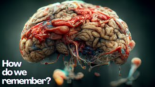 How Does The BRAIN Store Memories [upl. by Ruscher]