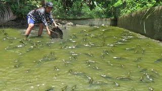 Harvesting 220kg Tilapia Fish From Our Fishpond  CATCH amp COOK  LIFE IN THE PHILIPPINE COUNTRYSIDE [upl. by Sedgewake75]