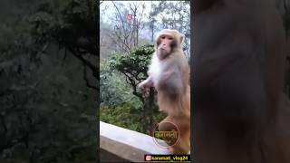 प्रेम सख्या बरोबरलग्न तुक्या बरोबर🤣😂😀😅 shots viral comedy karamativlog funnyanimals funny [upl. by Martsen]