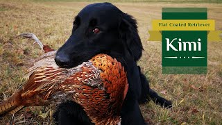 Kimi  Flat Coated Retriever  Bring Me that Pheasant Kimi  4K [upl. by Atsirt141]