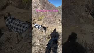 ariya malinois funny rockclimbing [upl. by Dilaw37]