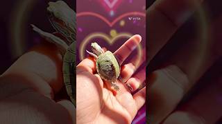 Pookies💕🌸🎀 youtubeshorts turtle cuteanimal turtle cutereptile trendingreels trending [upl. by Melda]