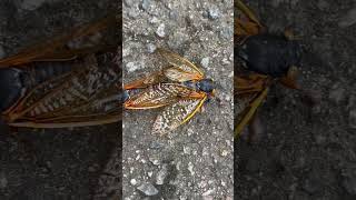 cicadas 2024 north carolina cicadas insects cicada northcarolina [upl. by Drahser869]