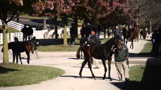 Keeneland November Breeding Stock Sale 2013 Preview [upl. by Nodal915]