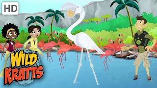 Wild Kratts  Flamingo Creature Power Suit BIRDS [upl. by Lentha]