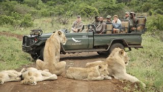 AFRICAN SAFARI 4K  Incredible Big Five animal sightings Kruger National Park [upl. by Ibbed]