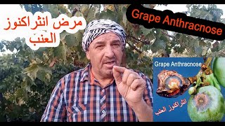 مرض انثراكنوز العنب Diseases of Grape Vine  Anthracnose [upl. by Mitchiner]