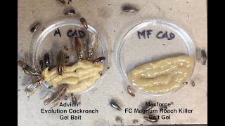 Advion Evolution Preferred in Choice Test [upl. by Amikat]