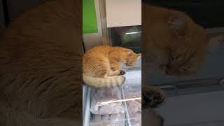 cat naps on fridge full of fish cat pets animals [upl. by Ivett]