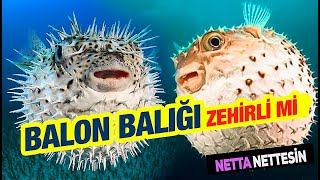 Balon Balığı Diğer Adı ile Kirpi Balığı Nasıl Hayvandır Özellikleri Nelerdir Yenir mi Zehirli mi [upl. by Wake]