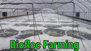 Biofloc fish Farming Guide for BeginnersPut Baby Fish In The Biofloc Tank [upl. by Grishilda588]